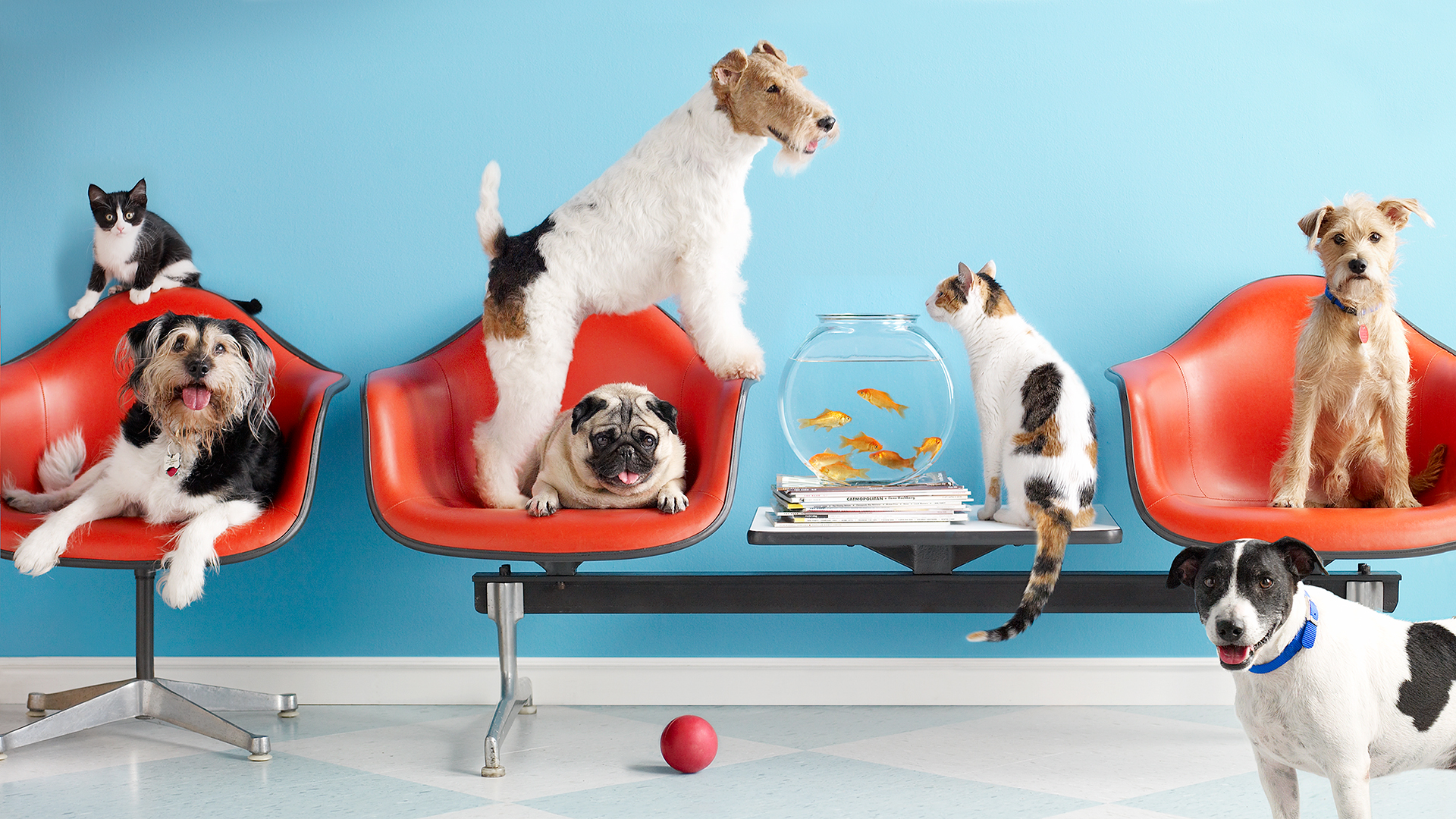 Consider The Best Dog Shop in Kolkata For Your Pet’s Needs